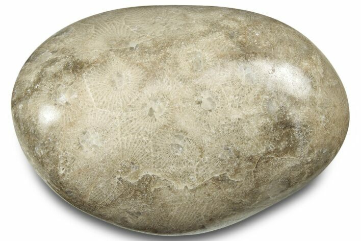 Polished Petoskey Stone (Fossil Coral) - Michigan #322985
